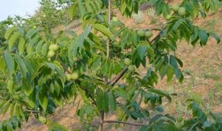 银杏树多少钱一棵