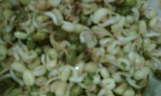 绿豆芽观察记录表7天 绿豆芽观察记录表7天