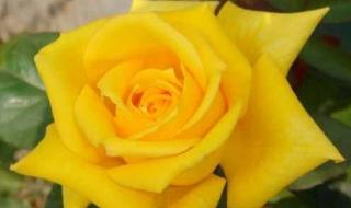 月季花品种 月季花品种