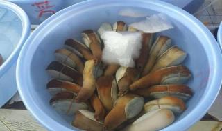 象拔蚌价格 象拔蚌价格