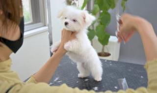 想学宠物美容 想学宠物美容